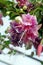 Fuchsia lena flower