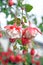 Fuchsia lena flowers