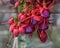 Fuchsia lowers for patio  garden  balkon Close up