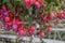 Fuchsia lowers for patio  garden  balkon  park