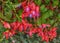Fuchsia lowers for patio  garden  balkon  park  home