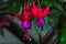 Fuchsia Magellanica.