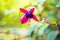 fuchsia magellanica flower, hummingbird fuchsia or hardy fuchsia, Hanging fuchsia flowers in shades of pink, purple