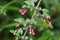 Fuchsia microphylla. Parque Nacional Volcan Poas. Costa Rica