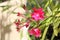 Fuchsia oleander several flowers