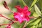 Fuchsia oleander several flowers landscape closer