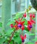 Fuchsia , onagraceae , hummingbird fuchsia