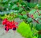 Fuchsia , onagraceae , hummingbird fuchsia