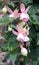 Fuchsia or Onagraceae Salvia Splendens Scarlet Sage.