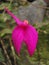 Fuchsia Orchid