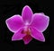 Fuchsia Phalaenopsis Orchid on a dramatic black background