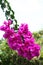 Fuchsia pink bougainvilleas