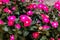 Fuchsia pink four o'clock flower or Mirabilis jalapa in the garden