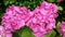 Fuchsia pink hydrangea flowers blossomed garden nature color