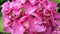 Fuchsia pink hydrangea flowers blossomed garden nature color