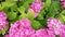 Fuchsia pink hydrangea flowers blossomed garden nature color