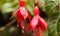 Fuchsia plant in Peru.