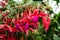 Fuchsia regia flowers closeup