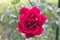 Fuchsia rose isolated in the garden