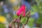 Fuchsia rose macro