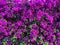 Fuchsia Splendor: Captivating Bugambilia Blossoms\\\