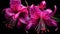 Fuchsia Spots on Black Background, abstract illustration