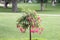 Fuchsia Tree with red flowers