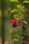Fuchsia violet flower in garden, soft focus