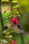 Fuchsia violet flower in garden, soft focus