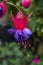 Fuchsia `Winston Churchill