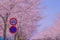 Fuchu City Stadium Street Cherry Blossom