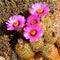 Fucsia blooming cactus