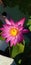 fucsia Lotus flower