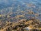 Fucus algae on fjord shoreline in Norway