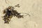 Fucus Spiralis Seaweed
