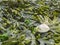 Fucus vesiculosus Blasentang on the north sea beach