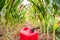 Fuel container in field of corn for ethanol