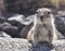 Fuerteventura barbary ground squirrel 4