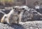 Fuerteventura barbary ground squirrel 5