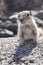 Fuerteventura barbary ground squirrel 6