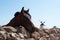 Fuerteventura, Canary Islands, Spain, windmill, nature, landscape, architecture, desert, horse