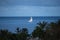 Fuerteventura, sailing through the palm trees.