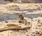 Fuerteventura squirrels at Canary Islands