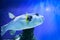 Fugu fish as nature underwater sea life