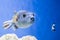 Fugu fish as nature underwater sea life