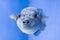 Fugu fish as nature underwater sea life