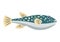 Fugu fish flat vector illustration. Fugu fish on white background. Fugu fish vector icon illustration. Fugu