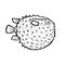 Fugu toxic fish sketch engraving vector