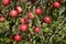 Fuji apples in Japanese orchard.