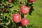 Fuji apples in Japanese orchard.